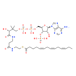 ChemSpider 2D Image | S-{(9R)-1-[(2R,3S,4R,5R)-5-(6-Amino-9H-purin-9-yl)-4-hydroxy-3-(phosphonooxy)tetrahydro-2-furanyl]-3,5,9-trihydroxy-8,8-dimethyl-3,5-dioxido-10,14-dioxo-2,4,6-trioxa-11,15-diaza-3lambda~5~,5lambda~5~-
diphosphaheptadecan-17-yl} (5Z,8Z,11Z)-5,8,11-tetradecatrienethioate (non-preferred name) | C35H56N7O17P3S