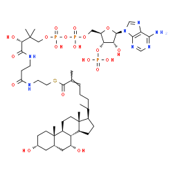 ChemSpider 2D Image | S-{(9R)-1-[(2R,3S,4R,5R)-5-(6-Amino-9H-purin-9-yl)-4-hydroxy-3-(phosphonooxy)tetrahydro-2-furanyl]-3,5,9-trihydroxy-8,8-dimethyl-3,5-dioxido-10,14-dioxo-2,4,6-trioxa-11,15-diaza-3lambda~5~,5lambda~5~-
diphosphaheptadecan-17-yl} (2Z,6R)-6-[(3R,5S,7R,8R,9S,10S,13R,14S,17R)-3,7-dihydroxy-10,13-dimethylhexadecahydro-1H-cyclopenta[a]phenanthren-17-yl]-2-methyl-2-heptenethioate (non-preferred name) | C48H78N7O19P3S