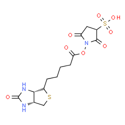 ChemSpider 2D Image | 2,5-Dioxo-1-({5-[(3aS,6aR)-2-oxohexahydro-1H-thieno[3,4-d]imidazol-4-yl]pentanoyl}oxy)-3-pyrrolidinesulfonic acid | C14H19N3O8S2