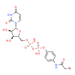 ChemSpider 2D Image | 5'-O-[{[{4-[(Bromoacetyl)amino]phenoxy}(hydroxy)phosphoryl]oxy}(hydroxy)phosphoryl]uridine | C17H20BrN3O13P2