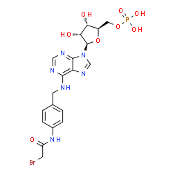 ChemSpider 2D Image | N-{4-[(Bromoacetyl)amino]benzyl}adenosine 5'-(dihydrogen phosphate) | C19H22BrN6O8P