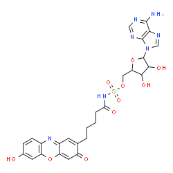 ChemSpider 2D Image | 5'-O-{[5-(7-Hydroxy-3-oxo-3H-phenoxazin-2-yl)pentanoyl]sulfamoyl}adenosine | C27H27N7O10S