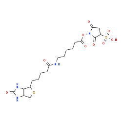 ChemSpider 2D Image | 2,5-Dioxo-1-[(6-{[5-(2-oxohexahydro-1H-thieno[3,4-d]imidazol-4-yl)pentanoyl]amino}hexanoyl)oxy]-3-pyrrolidinesulfonic acid | C20H30N4O9S2