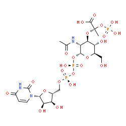 ChemSpider 2D Image | (2S)-2-{[(2R,3R,4R,5S,6R)-3-Acetamido-2-{[(R)-{[(S)-{[(2R,3S,4R,5R)-5-(2,4-dioxo-3,4-dihydro-1(2H)-pyrimidinyl)-3,4-dihydroxytetrahydro-2-furanyl]methoxy}(hydroxy)phosphoryl]oxy}(hydroxy)phosphoryl]ox
y}-5-hydroxy-6-(hydroxymethyl)tetrahydro-2H-pyran-4-yl]oxy}-2-(phosphonooxy)propanoic acid | C20H32N3O23P3