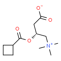 ChemSpider 2D Image | (3R)-3-[(Cyclobutylcarbonyl)oxy]-4-(trimethylammonio)butanoate | C12H21NO4